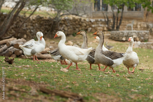 A flock of geese rests together in a natural countryside landscape. Soft outdoor scenery creates calm pastoral bird atmosphere.