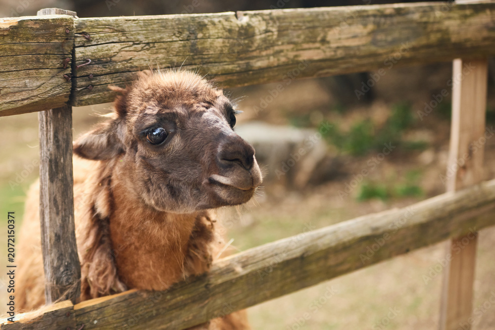 Fototapeta premium A llama looks toward camera beside a wooden fence outdoors. Natural scenery and warm tones create peaceful countryside portrait atmosphere.