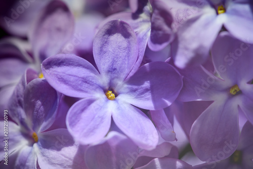 Five-leaf lucky purple lilac flower against the background of other flowers