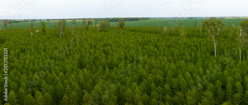 Bild auf Leinwand Aerial scene shows uniform conifer treetops with taller trunks, plantation rows, and distant agricultural fields on a temperate plain in daytime with soft light
