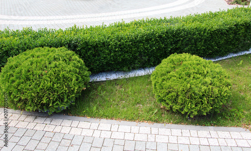 Design of landscaping in the garden, park, square, recreation area