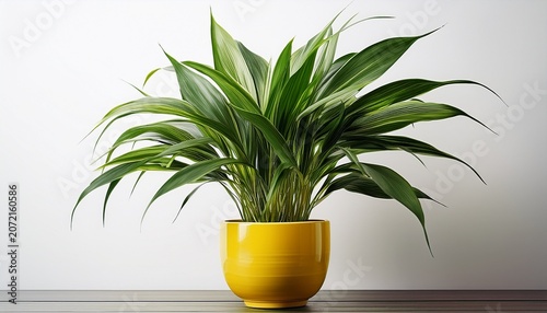 Potted Green Plant With Long Leaves In A Yellow Pot On White Background
