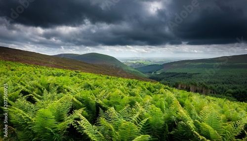 Hills Covered In A Beautiful Green Fern Field Under A Dramatic Dark Sky A Typical Irish Landscape In Wicklow Mountains Ireland