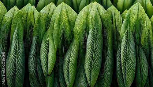 Close Up Photo Of A Row Of Natural Green Plant Fronds With A Rough Texture