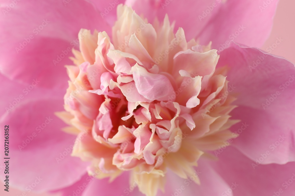 Fototapeta premium Beautiful pink peony flower as background, closeup