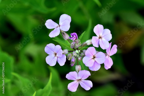 Kleine Blüten und Knospe einer Nachtviole