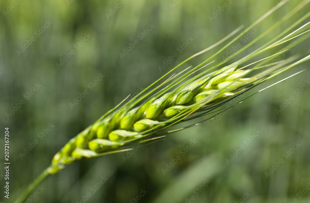Obraz premium Wheat spikes growing in field outdoors, closeup