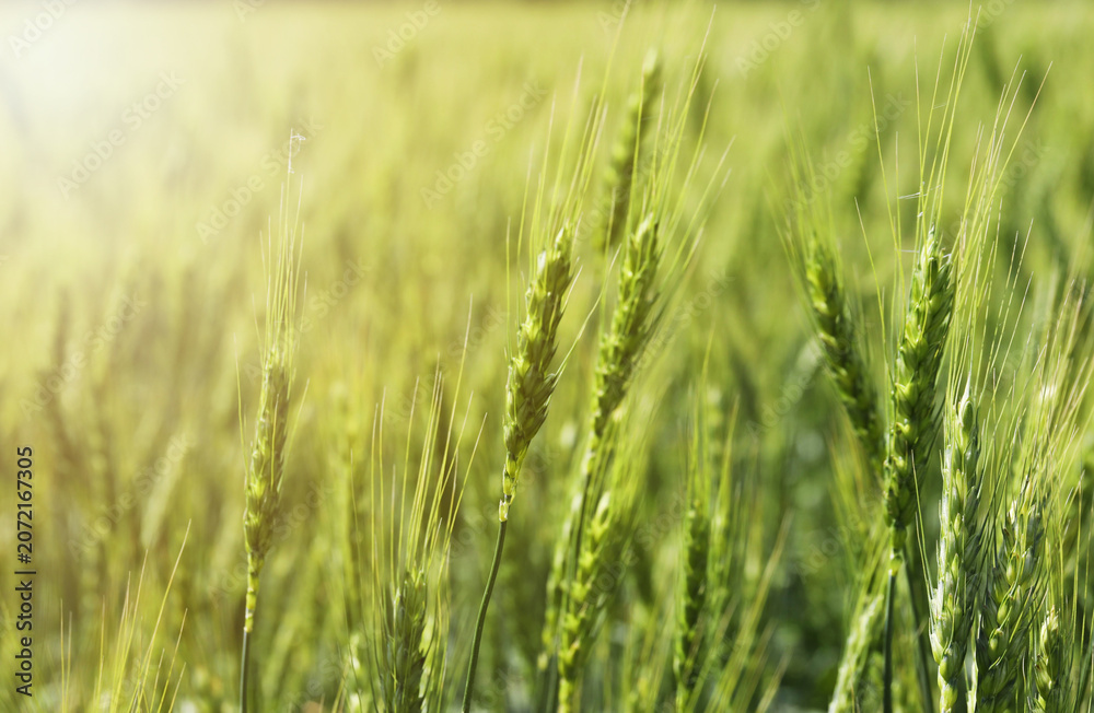 Obraz premium Wheat spikes growing in field outdoors, closeup