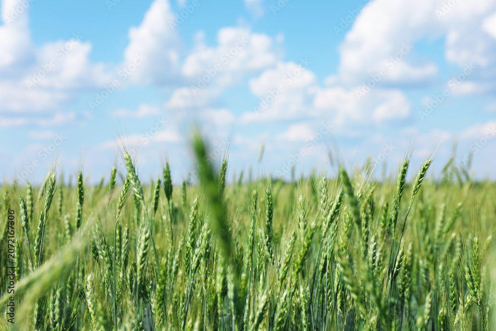 Obraz premium Wheat spikes growing in field outdoors, closeup. Space for text