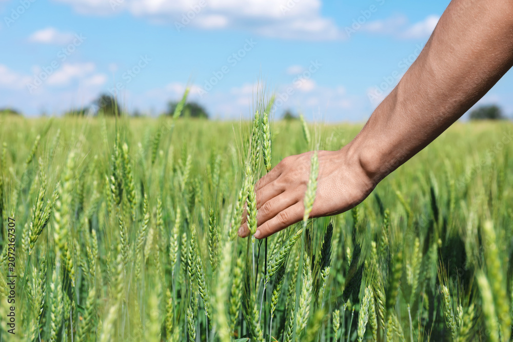 Obraz premium Man touching wheat spikes in field, closeup