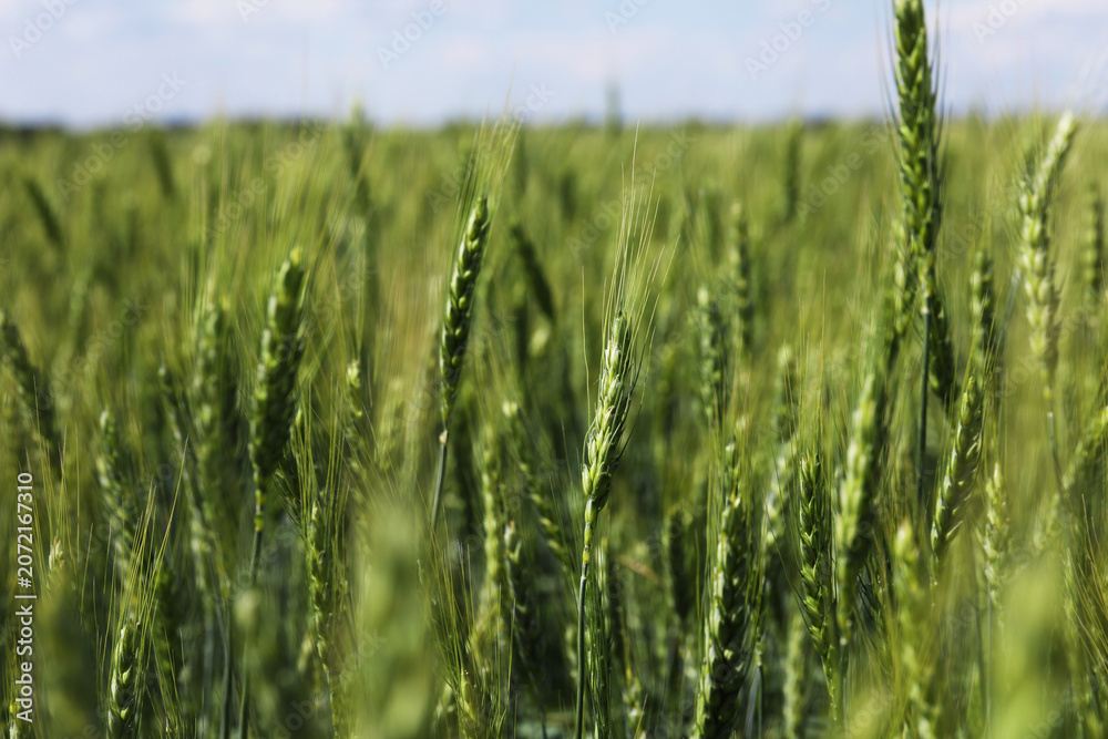 Obraz premium Wheat spikes growing in field outdoors, closeup
