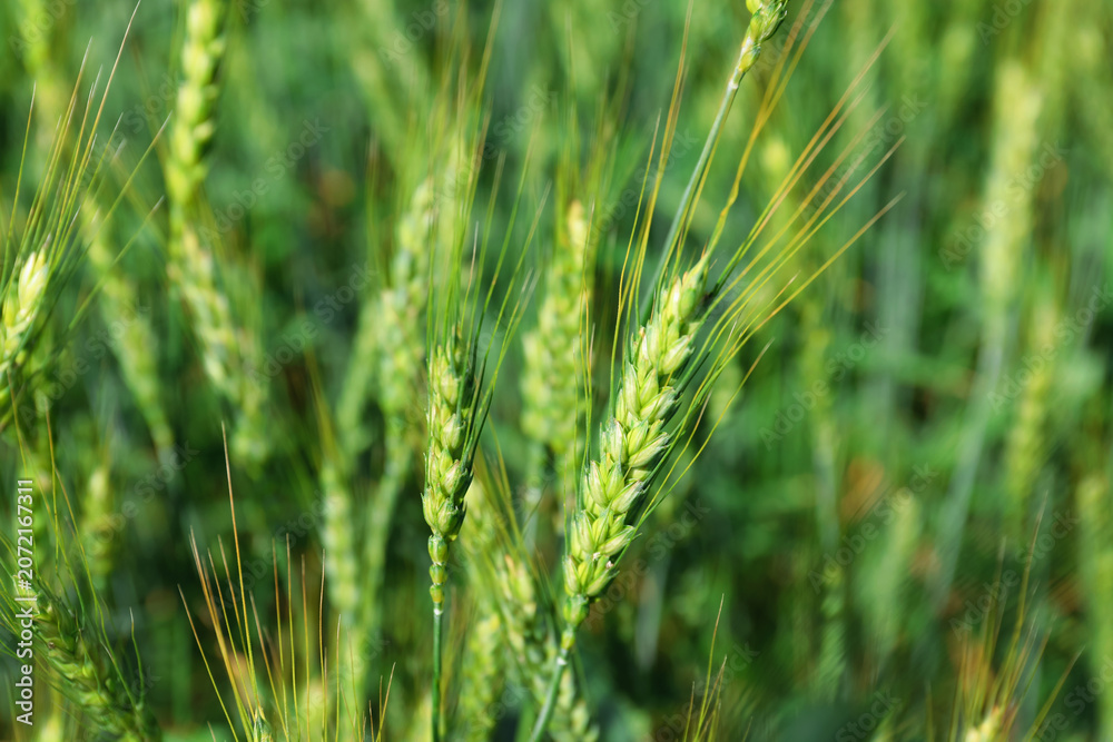 Obraz premium Wheat spikes growing in field outdoors, closeup