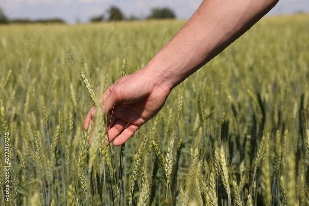 Obraz premium Man touching wheat spikes in field, closeup