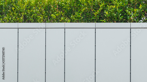Minimalist white wall with green hedge and copy space