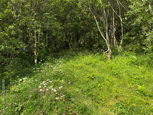 The edge of a lush green forest with sunlight filtering through the dense canopy. Wildflowers bloom in the foreground, adding splashes of color to the scene in Horton Bank Country Park, Bradford, UK