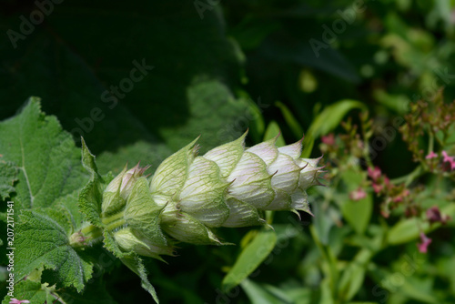 фотографія White and green leafy bracts of clary sage flower bud growing on a sunny day - l