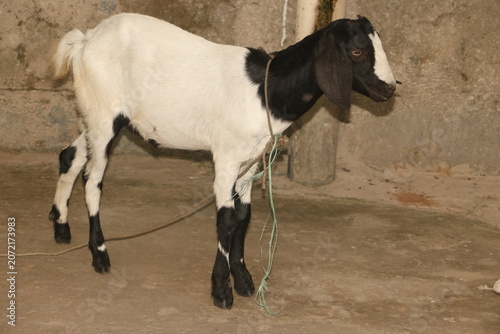 Принти на полотні Black and white goat standing indoors with livestock domestic tethered standing