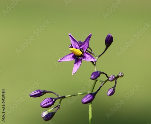 Obraz na plátně Solanum dulcamara (climbing nightshade, bittersweet, bitter nightshade) plant