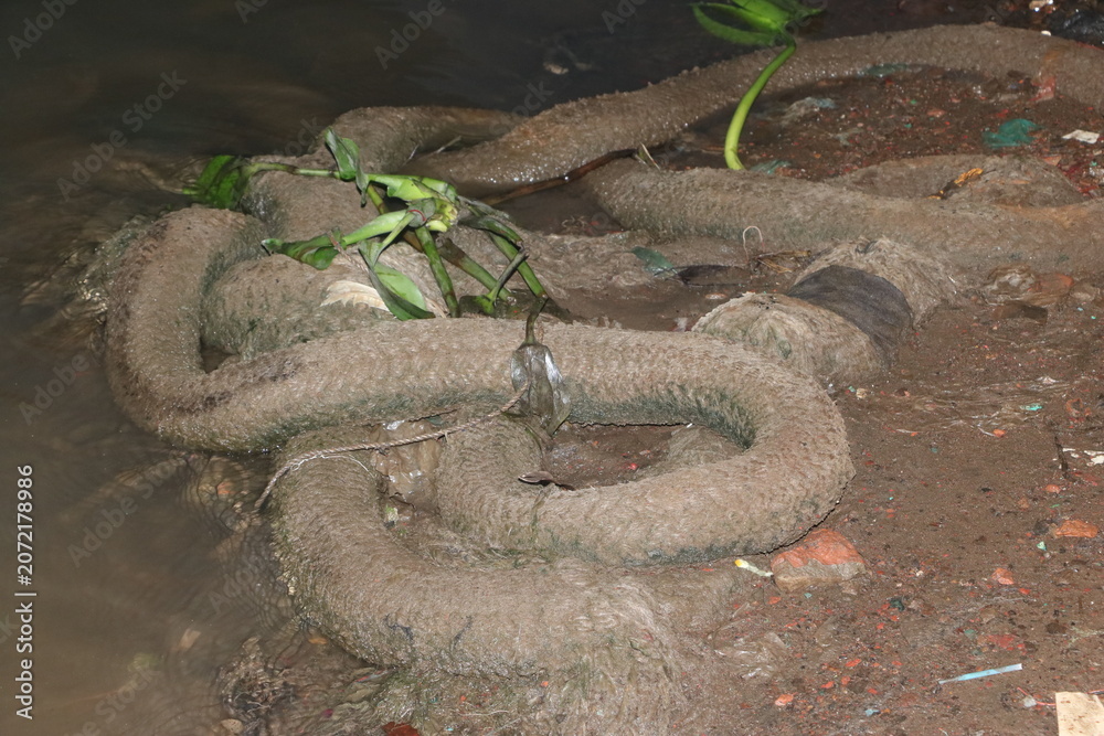 Obraz premium Large brown snake coiled on the ground in a forest habitat with wildlife slithering outdoors