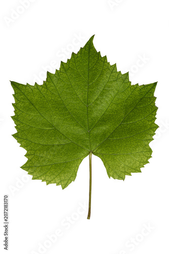 Foto Green grape leaf macro serrated palmate texture botanical vein detail