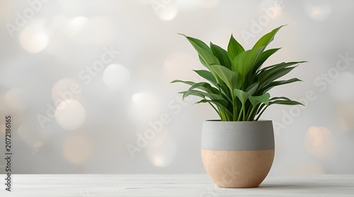 A healthy green potted plant with lush foliage sits on a table, its leaves vibrant against a softly blurred, bokeh background of shimmering lights.