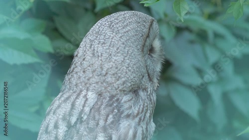 Great grey owl sits in profile and smoothly turns its head 180 degrees. Large grey owl demonstrates neck flexibility close up against green leaves.