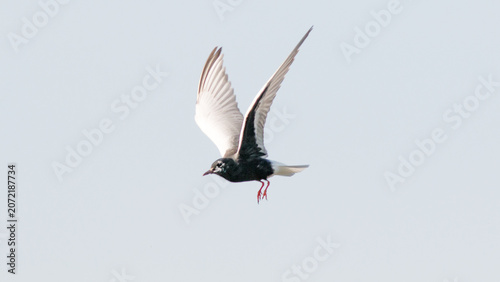 seagull in flight