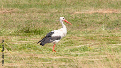 white stork ciconia