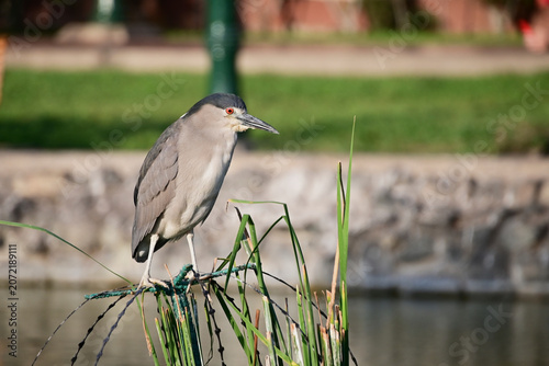Black-crowned night heron perched on reeds observing pond