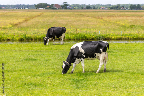Canvas Print Two black and white dairy cows grazing on lush green grass in a rural landscape
