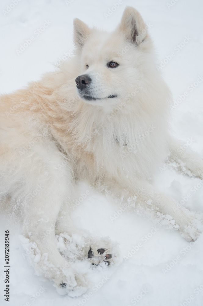Fototapeta premium A portrait of a Samoyed dog on a walk in winter. 