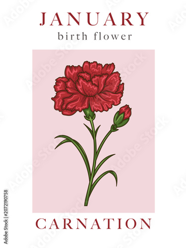 Carnation Illustration. January Birth Month Flower. Hand Drawn carnation flower vector illustration. Botanical art