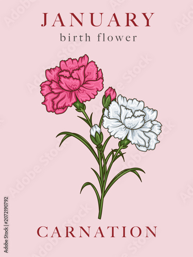 Carnation Illustration. January Birth Month Flower. Hand Drawn carnation flower vector illustration. Botanical art
