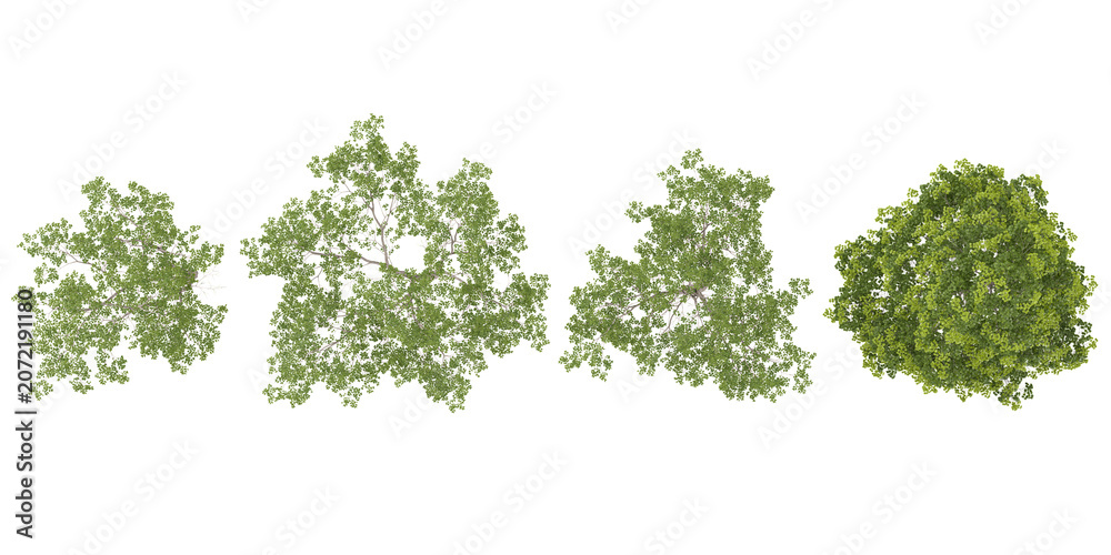 Obraz premium 3d illustration of Maple,Oak plants on transparent background from the top view