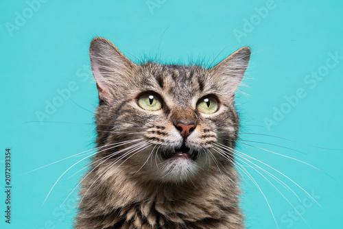 Foto Expressive Tabby Cat Meowing Against Turquoise Background