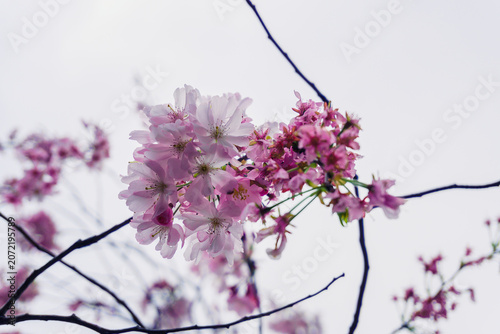 Obraz na plátně Vibrant pink cherry blossoms blooming in dense clusters on tree branches against a soft bright sky background