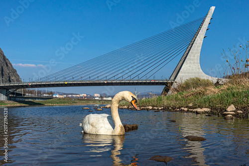 Schwan vor der Marienbrücke Usti nad Labem