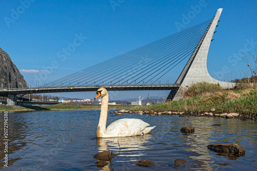 Schwan vor der Marienbrücke Usti nad Labem