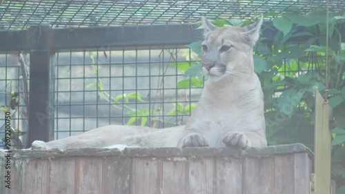 A majestic cougar rests on an elevated platform inside its enclosure at the zoo. The mountain lion lies on a wooden structure, looking around against a background of green leaves and a mesh fence