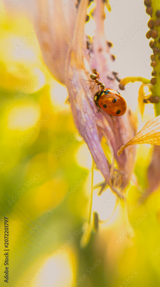 Obraz premium Insect Seven Spot Ladybird and Ants on a Fading Garlic Flower. Macro photo of a seven spot ladybird and ants moving across a fading garlic flower.