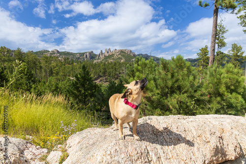 Bilde på lerret Dog on a rock sniffing the air in the Black Hills of South Dakota