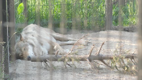 Grey wolf sleeps in an enclosure behind cage bars. A wild predator rests on the ground at the zoo on a sunny summer day