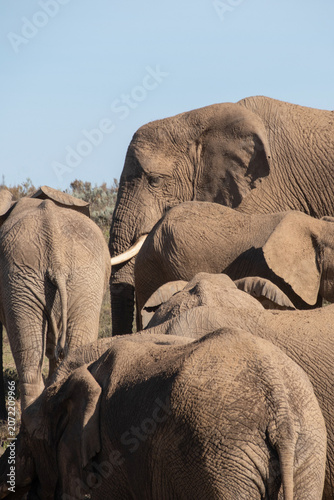 Photography South Africa Safari
