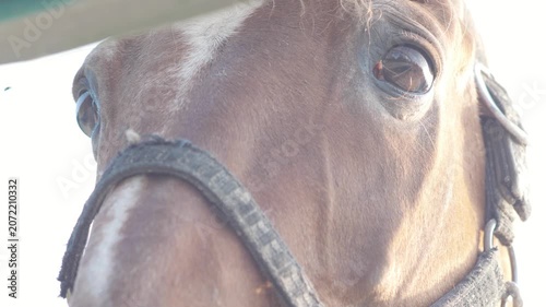 Close-up of the muzzle and eyes of a brown horse in a bridle. The animal looks into the camera against a blurred light background.