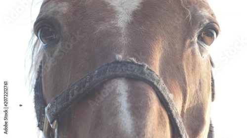 Close-up of the muzzle and expressive eyes of a brown horse in a halter. The domestic animal looks directly into the camera against a light blurred background.