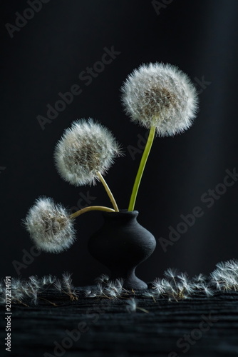 Fluffy dandelion flowers in vase; Taraxacum Officinale	