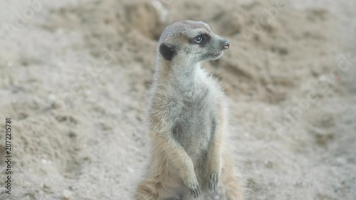 A funny meerkat stands like a column on its hind legs and inspects the territory. A small furry animal froze against a sandy background on a sunny summer day.