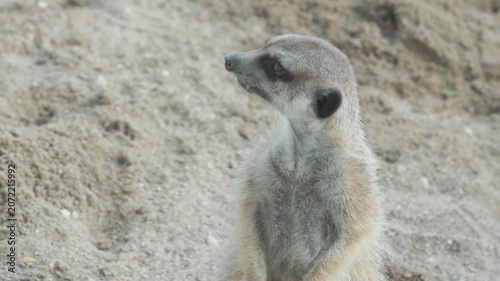 A cute meerkat stands on its hind legs against a sandy background and looks around carefully. A small furry animal controls the territory on a sunny day.