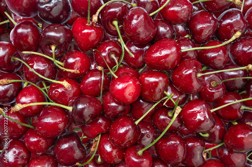 Close-up of fresh cherry berries with water drops. Spring, summer background.