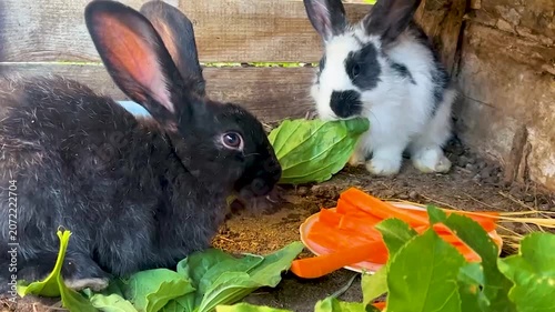 Two rabbits, black and black-and-white, eating carrots and fresh leaves in a cage. Rabbit farming, animal husbandry, livestock breeding, and agricultural production concept.